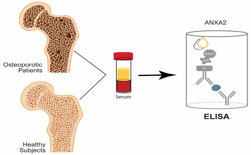 Graphical Abstract